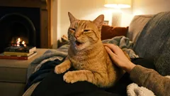 Mačka nam se zahvaljuje, a mi je ipak otjeramo. Kako ne biste propustili važne signale svog ljubimca