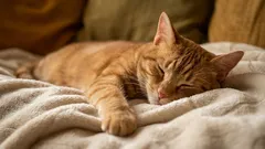 Gdje mačke zapravo vole spavati: 5 mjesta – i to nije krevet